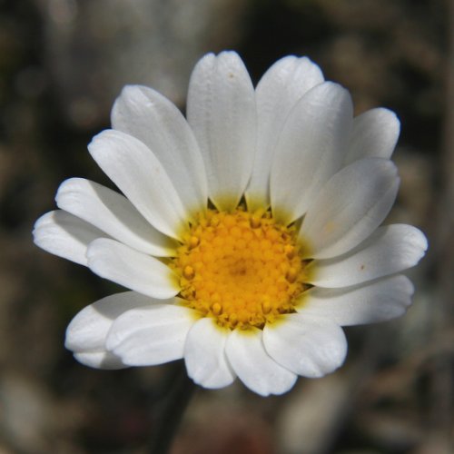 Alpen-Margerite / Leucanthemopsis alpina