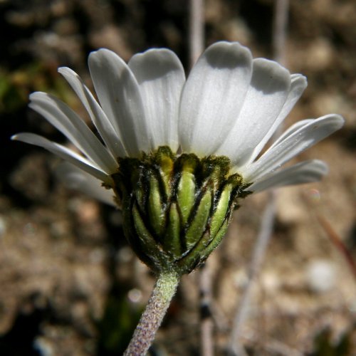 Alpen-Margerite / Leucanthemopsis alpina