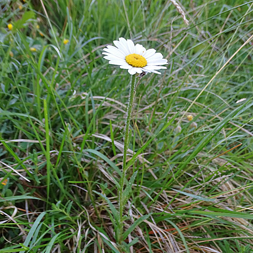 Berg-Wiesen-Margerite / Leucanthemum adustum