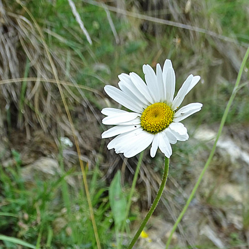 Berg-Wiesen-Margerite / Leucanthemum adustum