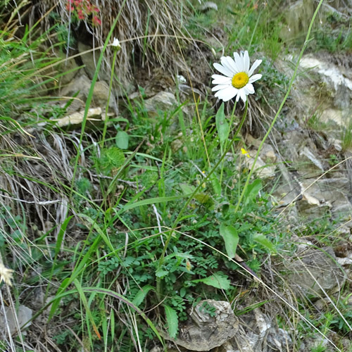 Berg-Wiesen-Margerite / Leucanthemum adustum