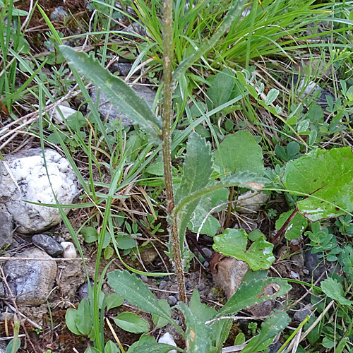 Berg-Wiesen-Margerite / Leucanthemum adustum