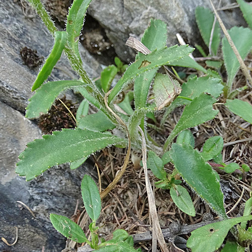 Berg-Wiesen-Margerite / Leucanthemum adustum