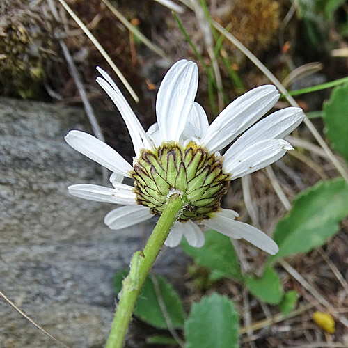 Berg-Wiesen-Margerite / Leucanthemum adustum