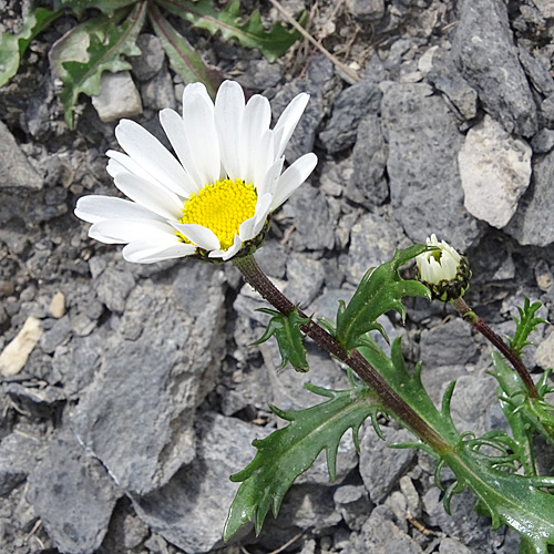 Hallers Margerite / Leucanthemum halleri