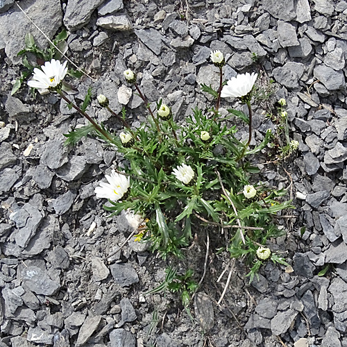 Hallers Margerite / Leucanthemum halleri