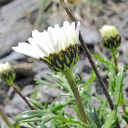 Hallers Margerite / Leucanthemum halleri