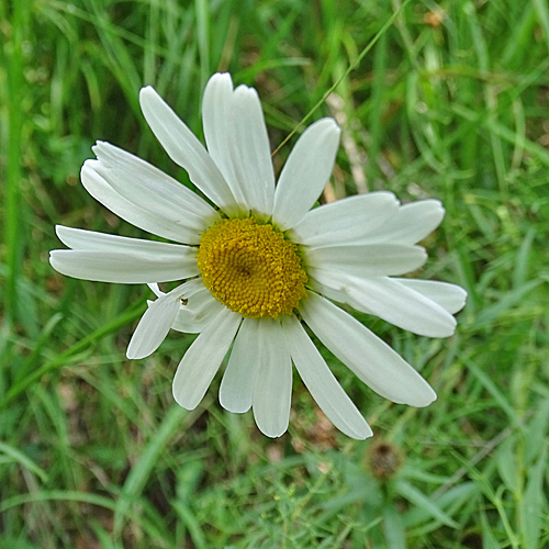 Verschiedenblättrige Wiesen-Margerite / Leucanthemum heterophyllum