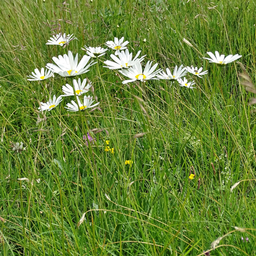 Verschiedenblättrige Wiesen-Margerite / Leucanthemum heterophyllum