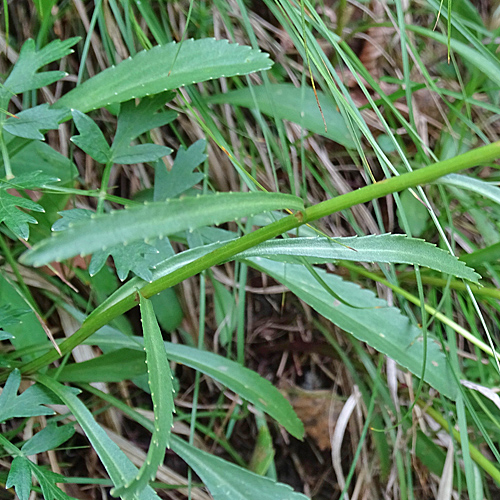 Verschiedenblättrige Wiesen-Margerite / Leucanthemum heterophyllum