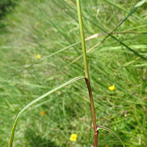 Verschiedenblättrige Wiesen-Margerite / Leucanthemum heterophyllum