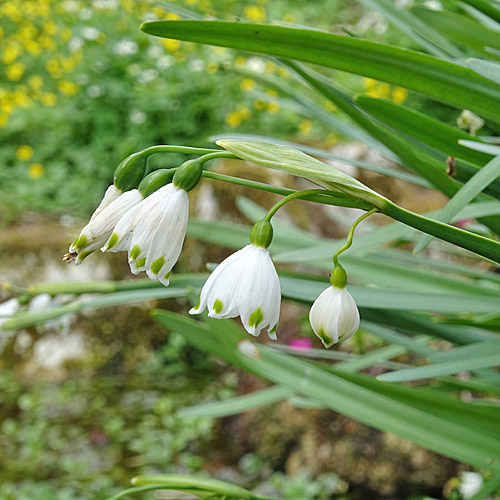 Sommerglöckchen / Leucojum aestivum