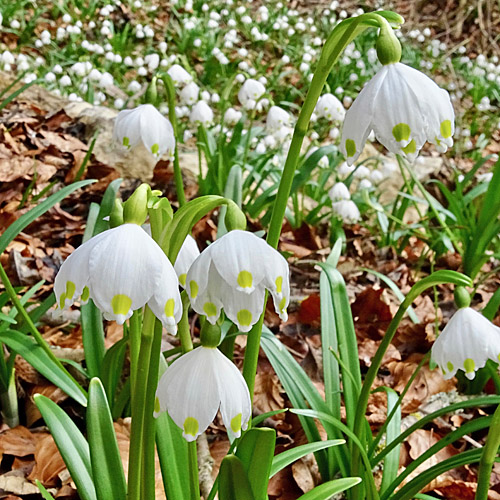 Märzenglöckchen / Leucojum vernum