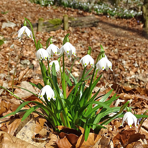 Märzenglöckchen / Leucojum vernum