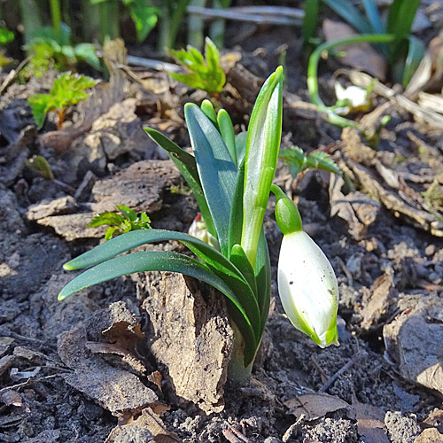 Märzenglöckchen / Leucojum vernum