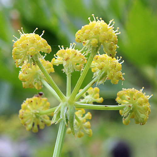 Liebstöckel / Levisticum officinale