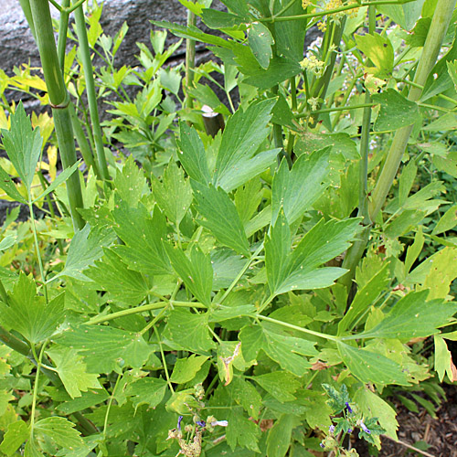 Liebstöckel / Levisticum officinale