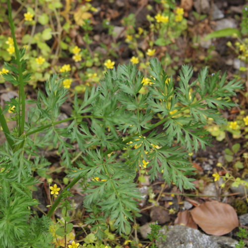 Alpen-Liebstock / Ligusticum mutellina