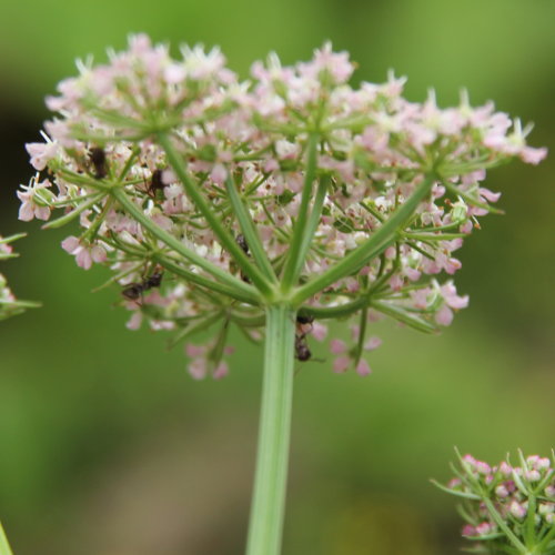 Alpen-Liebstock / Ligusticum mutellina