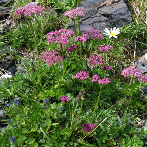 Alpen-Liebstock / Ligusticum mutellina