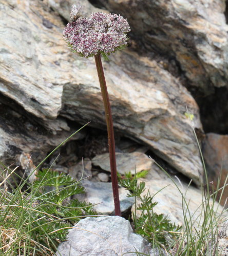 Zwerg-Liebstock / Ligusticum mutellinoides