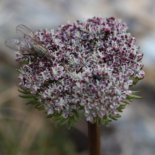 Zwerg-Liebstock / Ligusticum mutellinoides