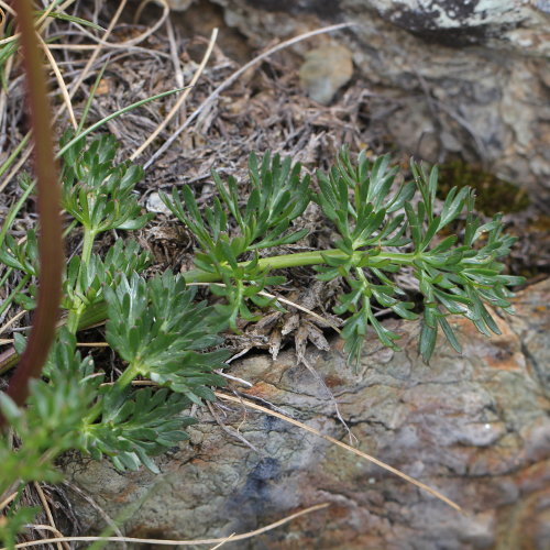 Zwerg-Liebstock / Ligusticum mutellinoides