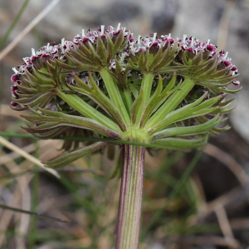 Zwerg-Liebstock / Ligusticum mutellinoides