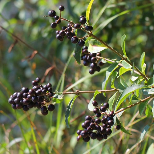 Gemeiner Liguster / Ligustrum vulgare