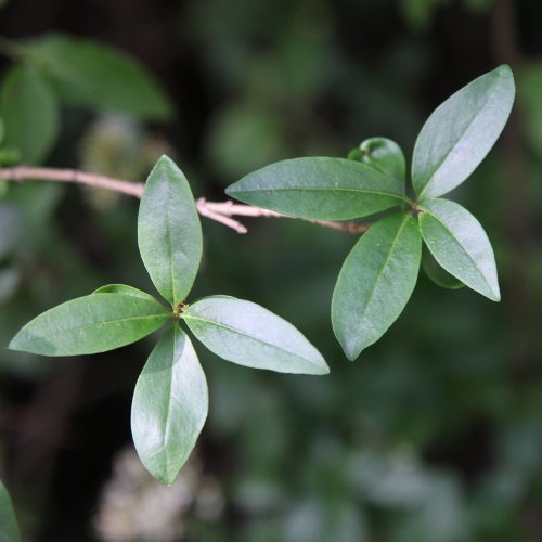 Gemeiner Liguster / Ligustrum vulgare