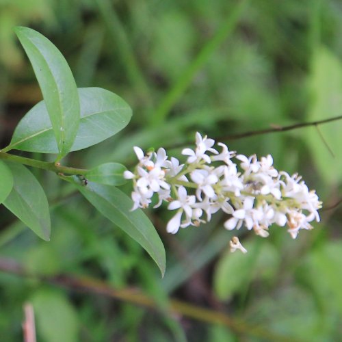 Gemeiner Liguster / Ligustrum vulgare