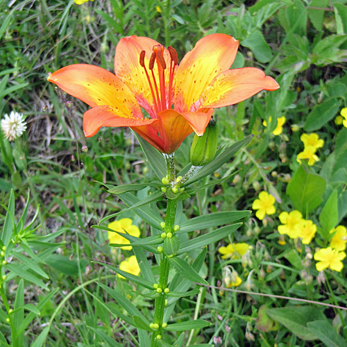 Bulbillentragende Feuerlilie / Lilium bulbiferum