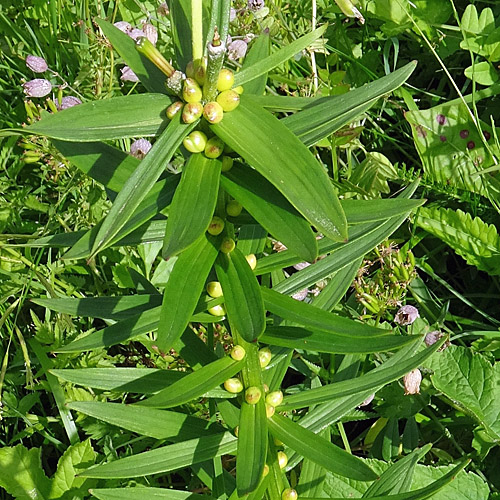 Bulbillentragende Feuerlilie / Lilium bulbiferum