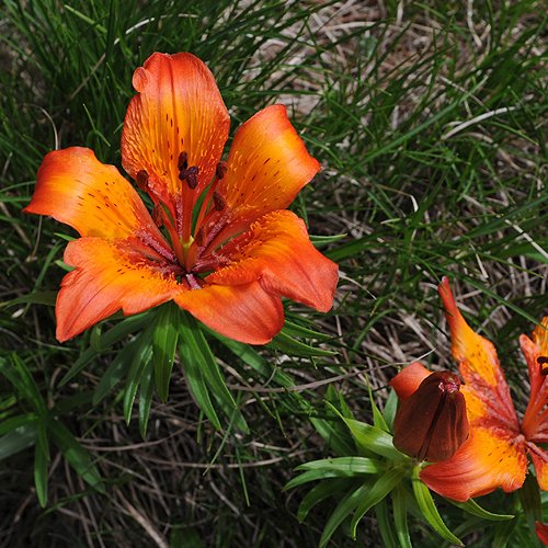 Feuerlilie / Lilium bulbiferum ssp. croceum