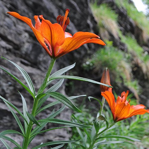 Feuerlilie / Lilium bulbiferum ssp. croceum