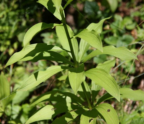 Türkenbund / Lilium martagon