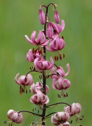 Türkenbund / Lilium martagon