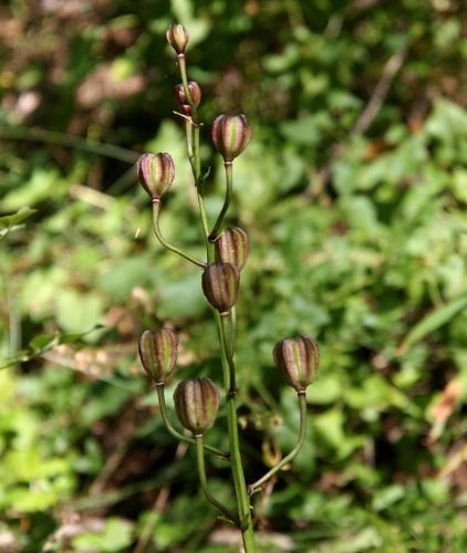 Türkenbund / Lilium martagon