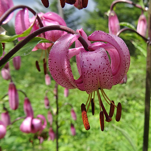 Türkenbund / Lilium martagon