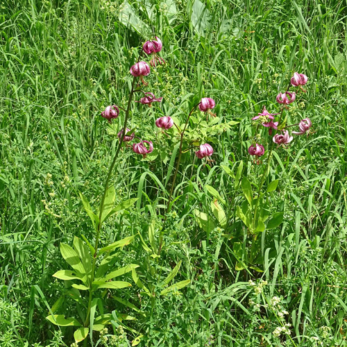 Türkenbund / Lilium martagon