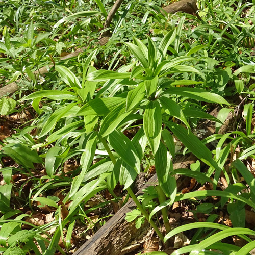 Türkenbund / Lilium martagon