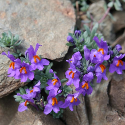 Alpen-Leinkraut / Linaria alpina