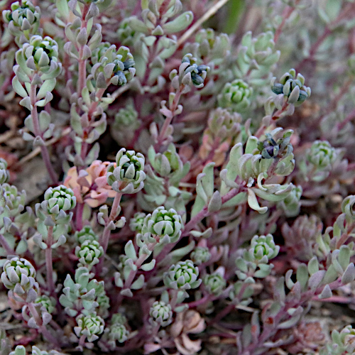 Alpen-Leinkraut / Linaria alpina