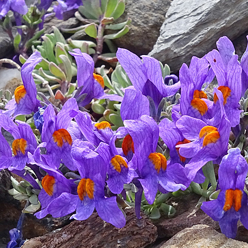 Alpen-Leinkraut / Linaria alpina