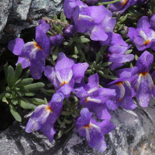 Alpen-Leinkraut / Linaria alpina