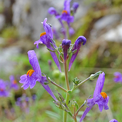 Jura-Leinkraut / Linaria alpina subsp. petraea