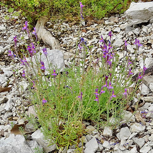Jura-Leinkraut / Linaria alpina subsp. petraea