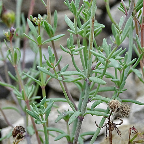 Jura-Leinkraut / Linaria alpina subsp. petraea