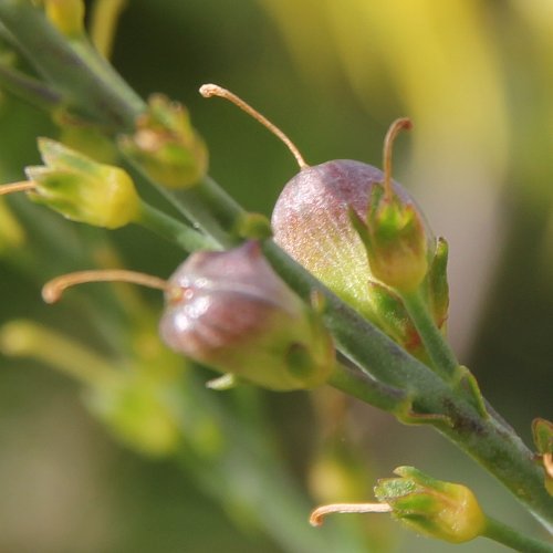 Italienisches Leinkraut / Linaria angustissima