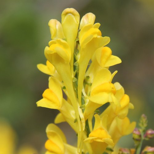 Italienisches Leinkraut / Linaria angustissima